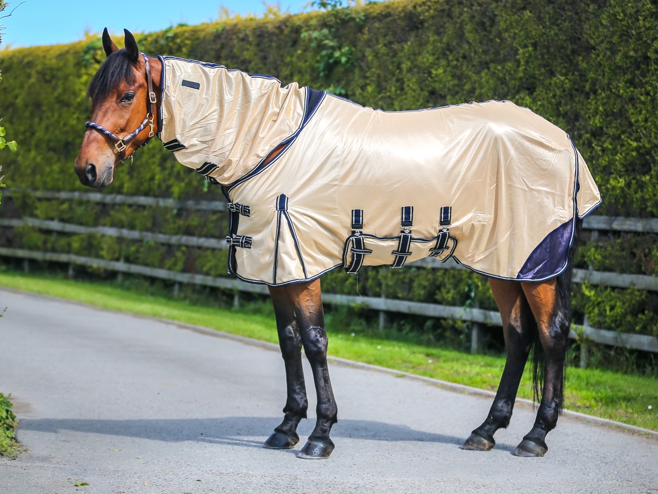 fly rug 3