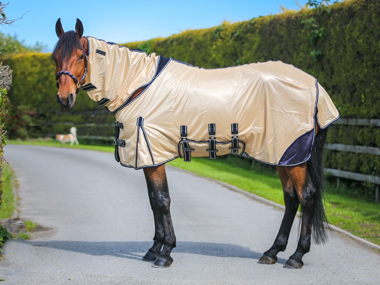 fly rug 4