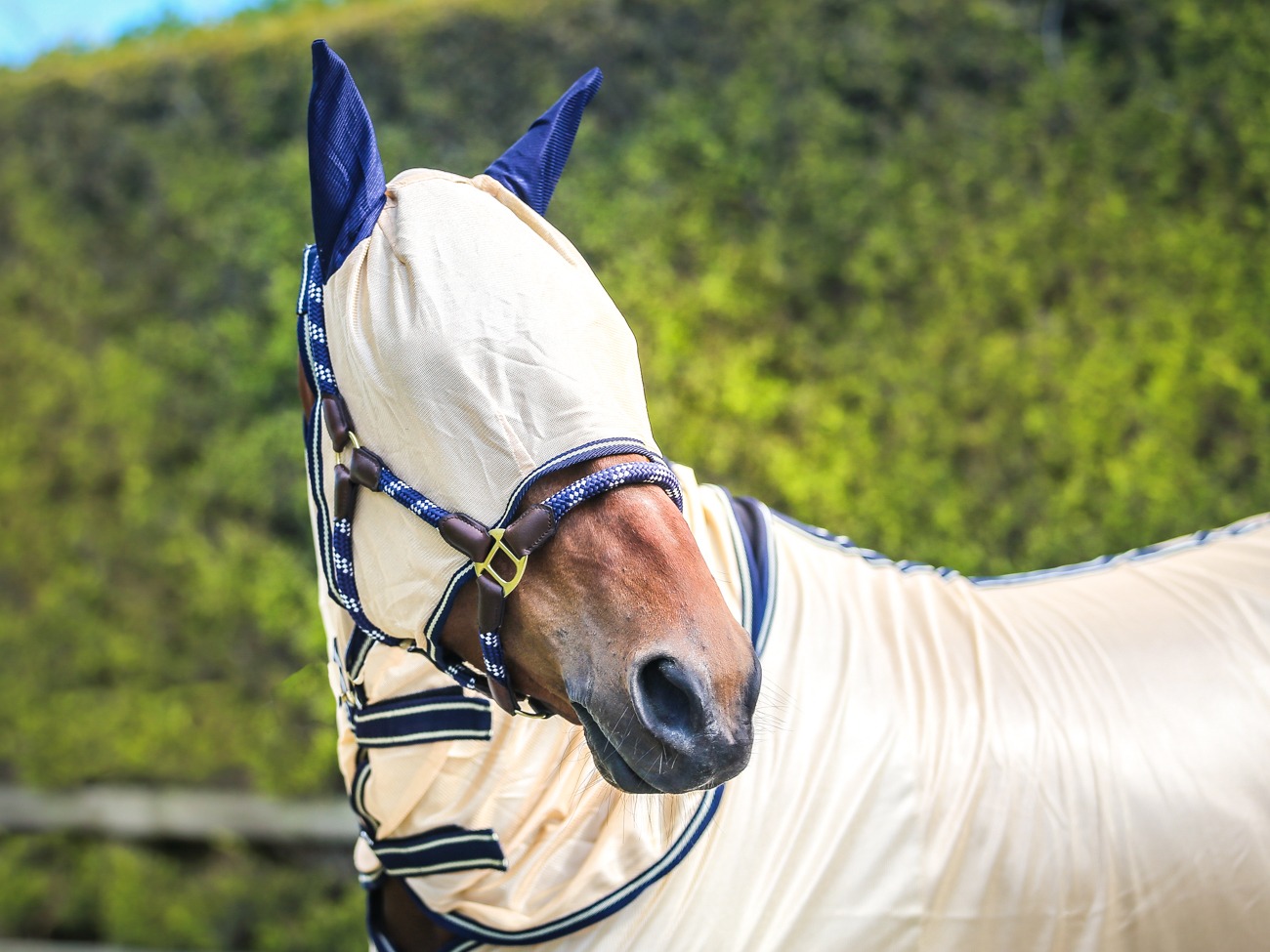 fly rug 5