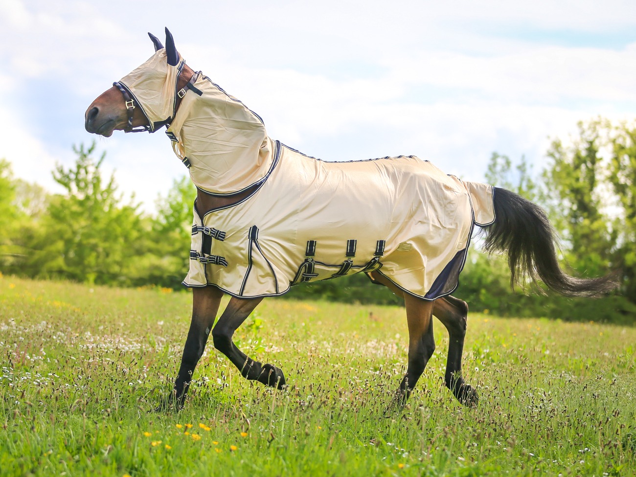 fly rug 6