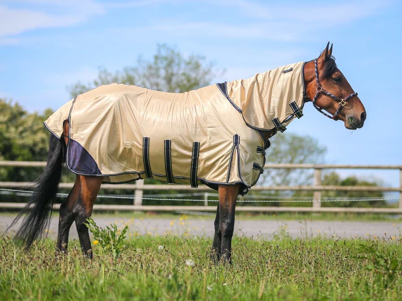 fly rug 7