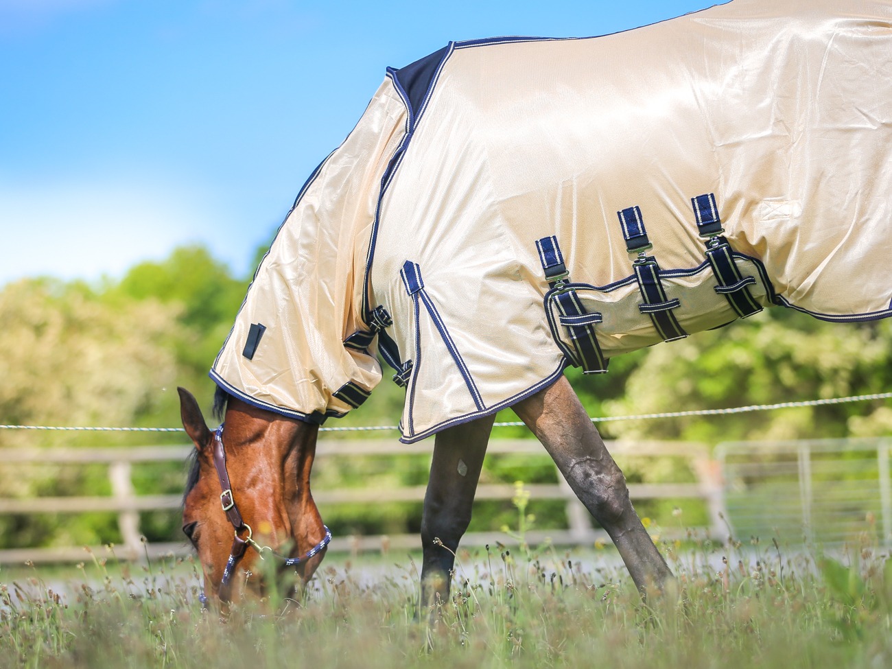 fly rug 8