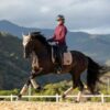 CLASSIC-DRESSAGE-CHAMPAGNE-3-100x100
