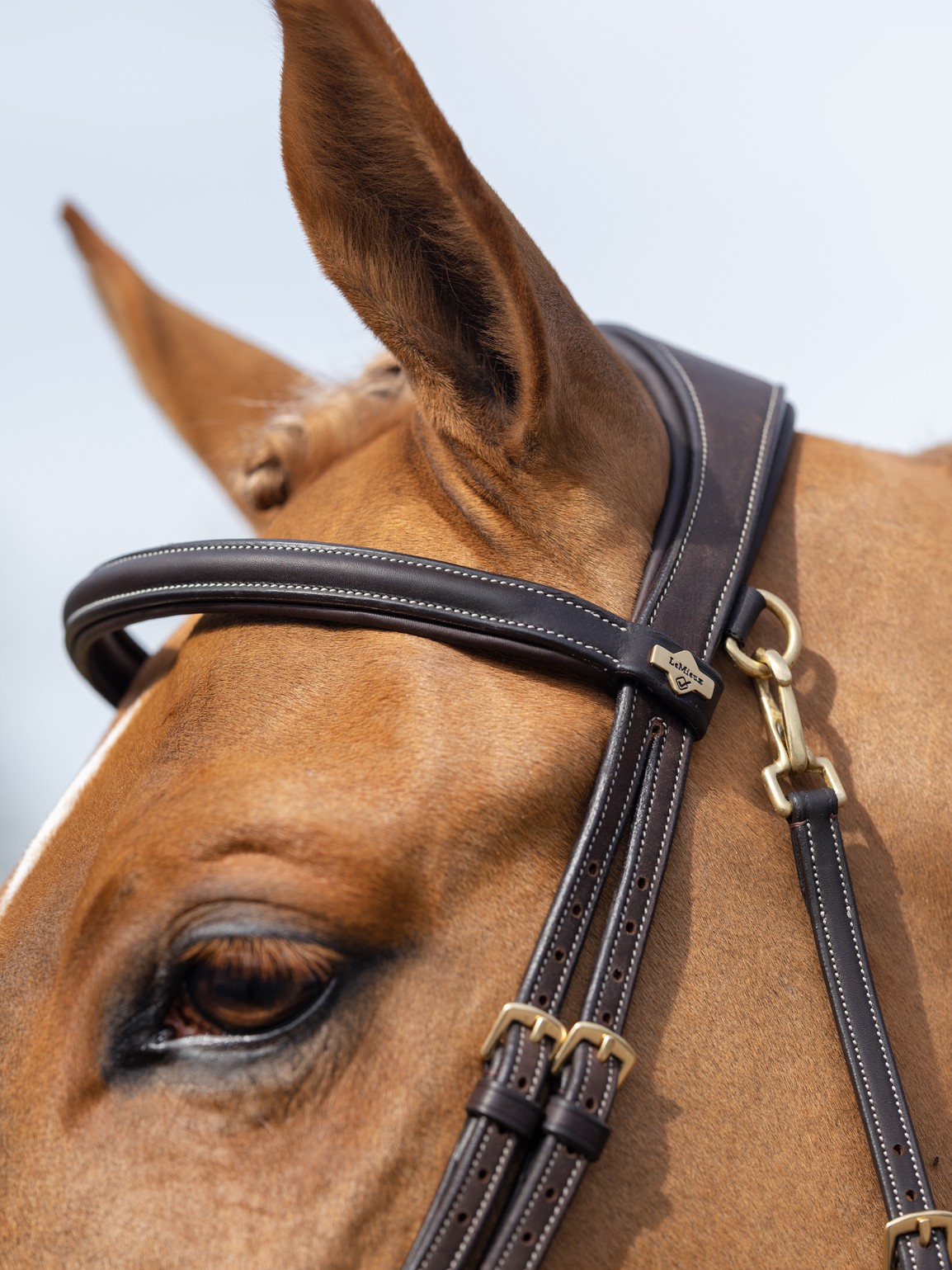 work bridle brown 1
